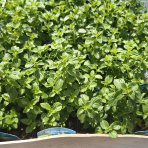 Marulka kocúrnik (Calamintha nepeta ssp. nepeta) - kont. P9